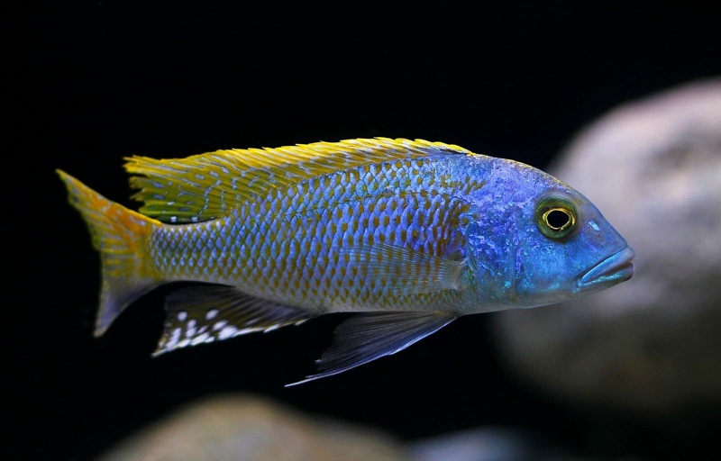 Buccochromis nototaenia
